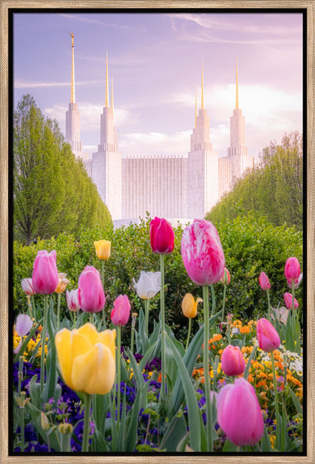 Washington DC Temple - Tulips