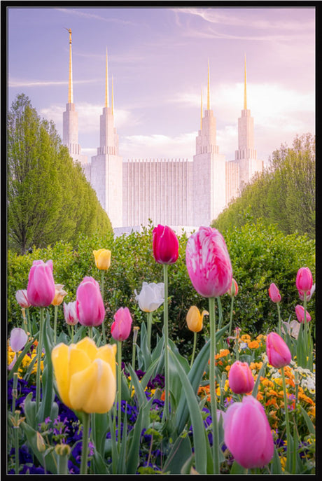 Washington DC Temple - Tulips