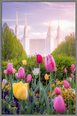 Washington DC Temple - Tulips