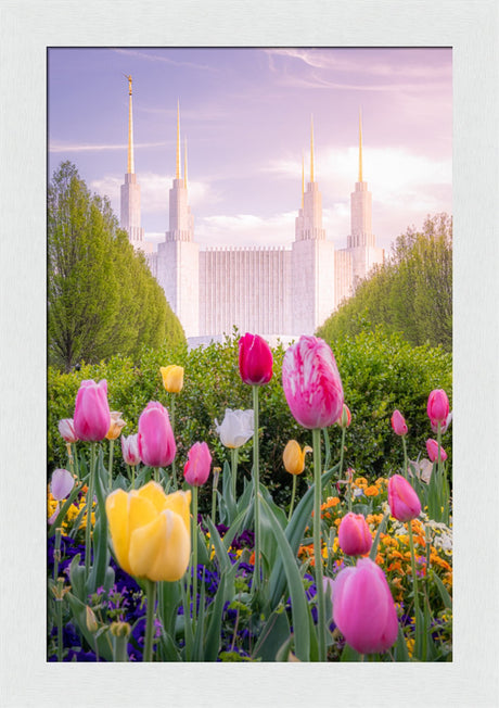 Washington DC Temple - Tulips
