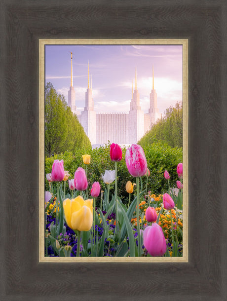 Washington DC Temple - Tulips