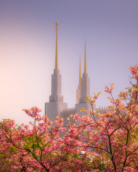 Washington DC Temple - Spires and Blooms