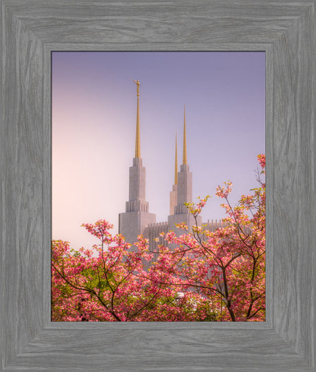 Washington DC Temple - Spires and Blooms