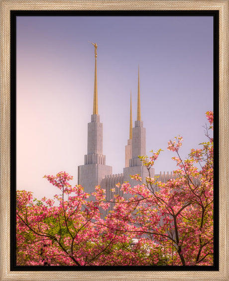 Washington DC Temple - Spires and Blooms