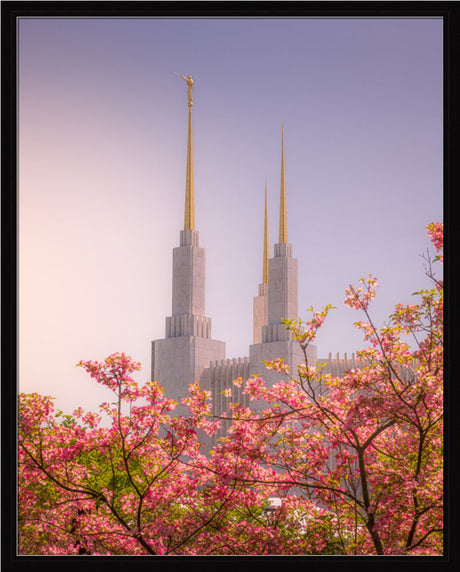 Washington DC Temple - Spires and Blooms