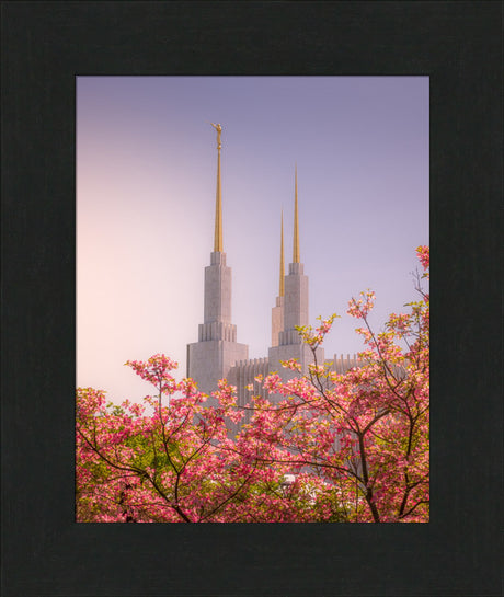 Washington DC Temple - Spires and Blooms