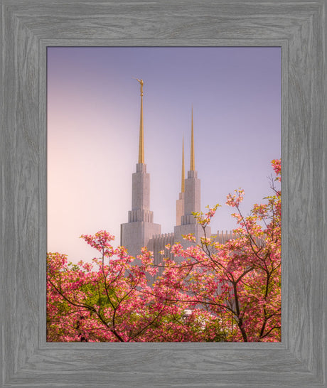 Washington DC Temple - Spires and Blooms