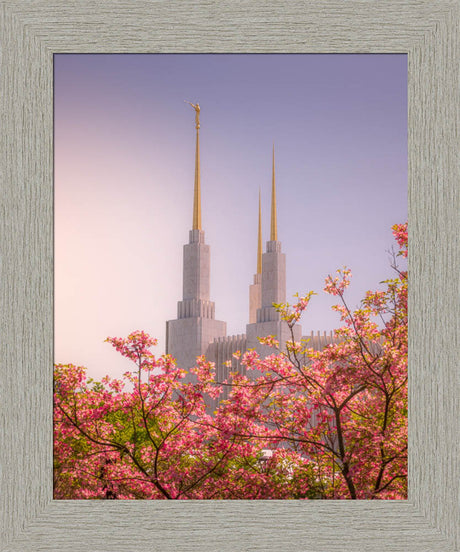 Washington DC Temple - Spires and Blooms
