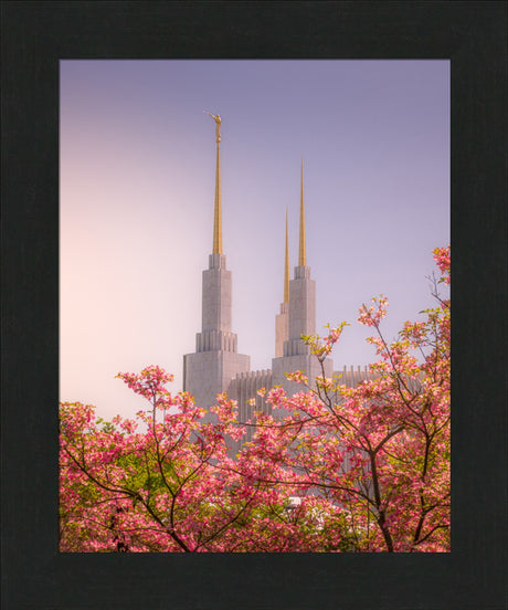 Washington DC Temple - Spires and Blooms