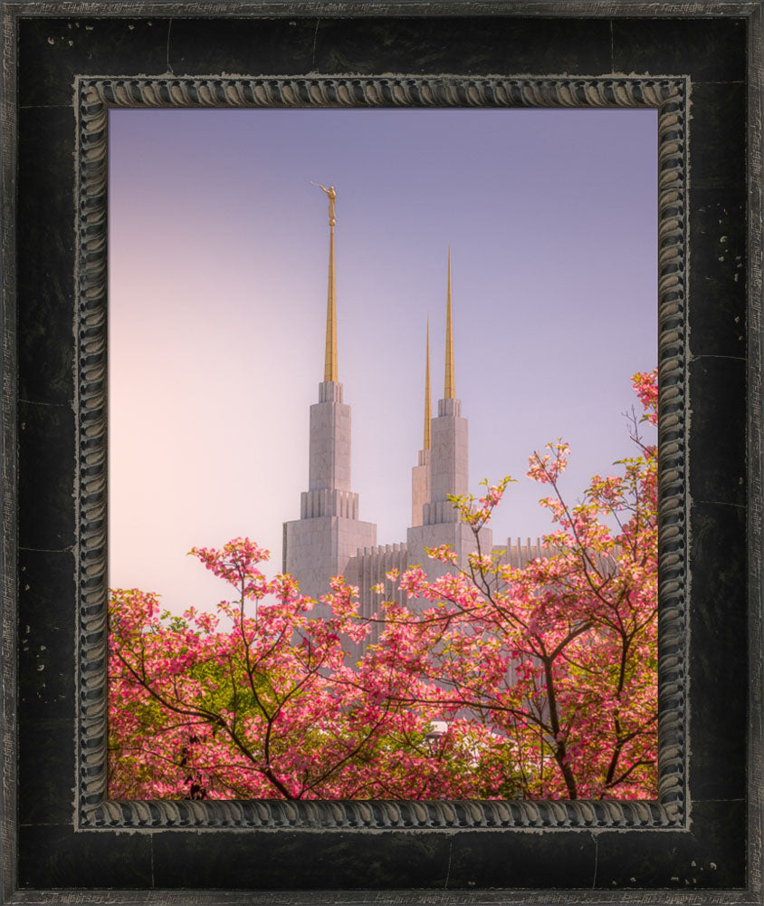 Washington DC Temple - Spires and Blooms