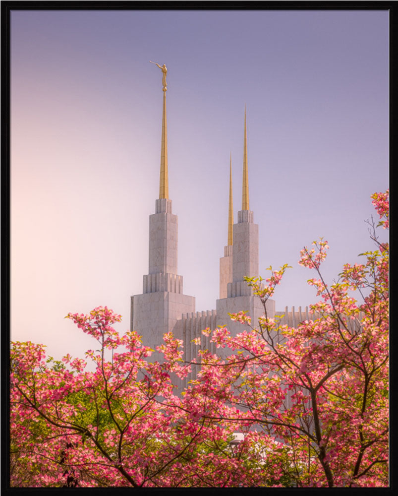 Washington DC Temple - Spires and Blooms