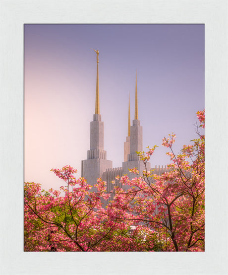 Washington DC Temple - Spires and Blooms