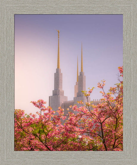 Washington DC Temple - Spires and Blooms