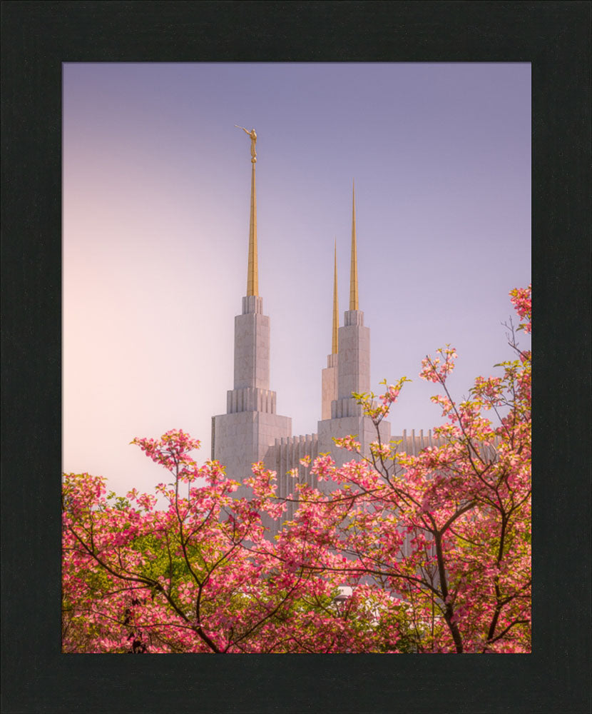 Washington DC Temple - Spires and Blooms