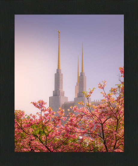 Washington DC Temple - Spires and Blooms