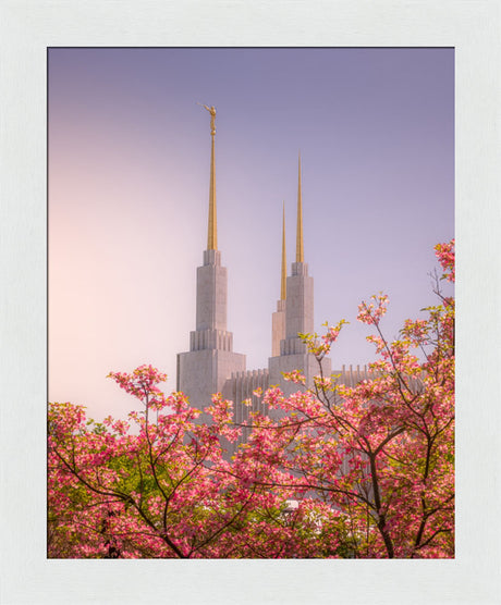 Washington DC Temple - Spires and Blooms