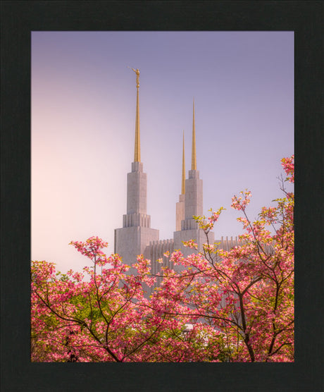 Washington DC Temple - Spires and Blooms
