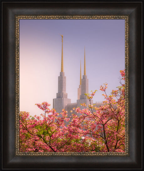Washington DC Temple - Spires and Blooms