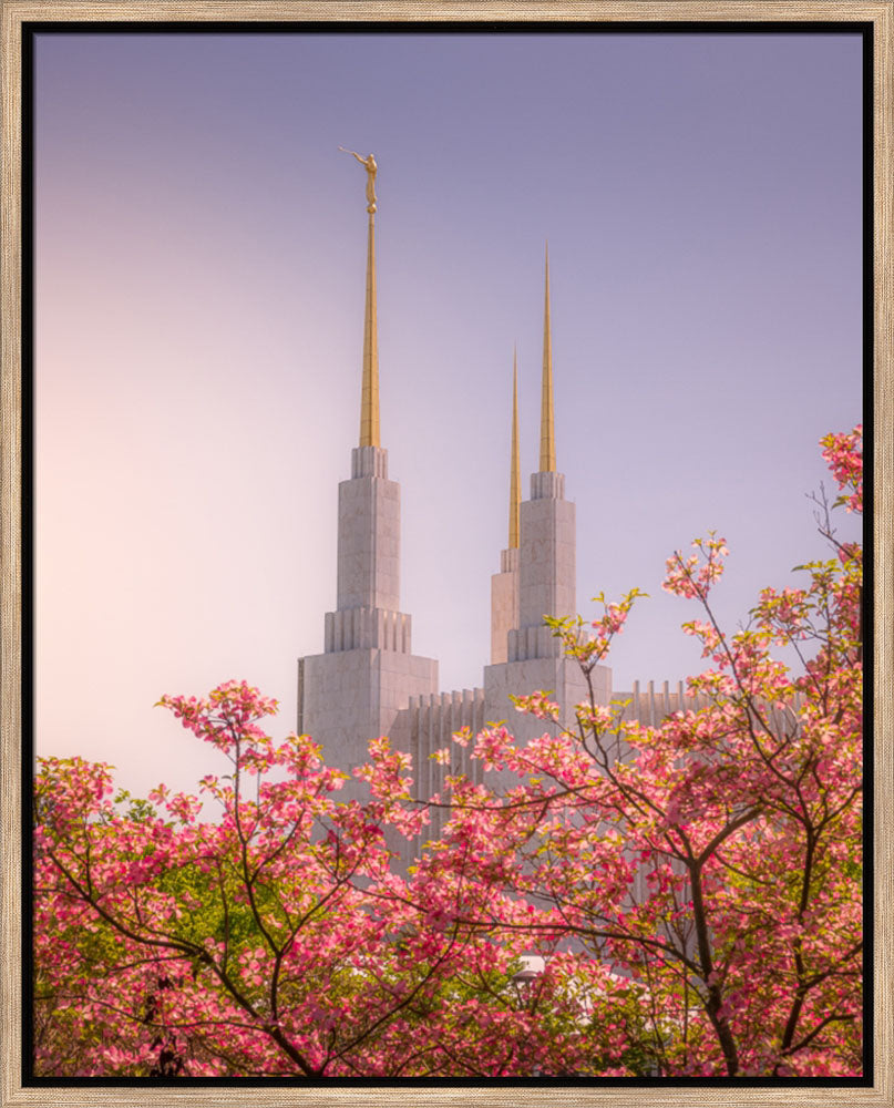 Washington DC Temple - Spires and Blooms