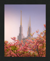 Washington DC Temple - Spires and Blooms