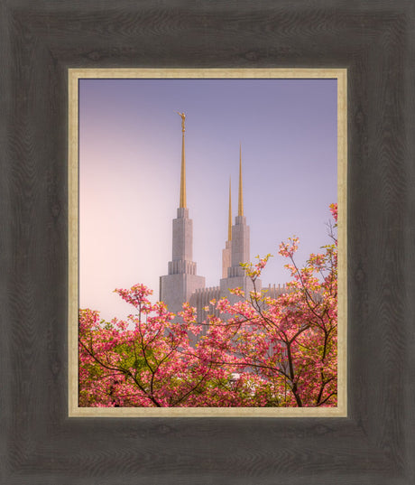 Washington DC Temple - Spires and Blooms