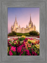 San Diego Temple - Blooming Grace