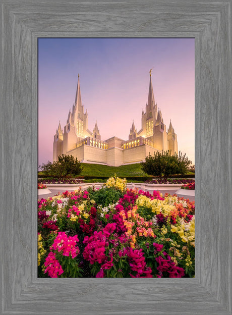 San Diego Temple - Blooming Grace