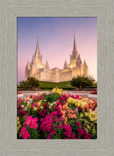 San Diego Temple - Blooming Grace