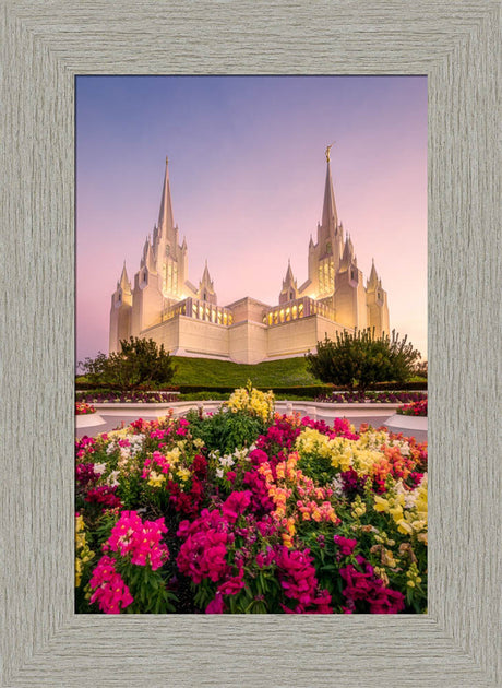 San Diego Temple - Blooming Grace