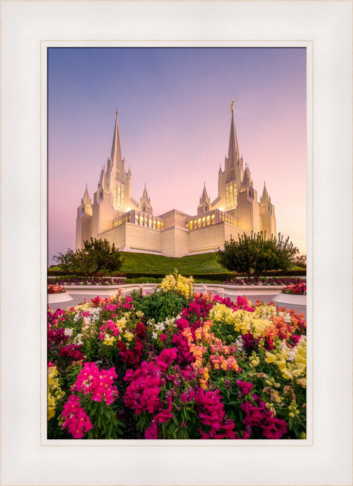 San Diego Temple - Blooming Grace