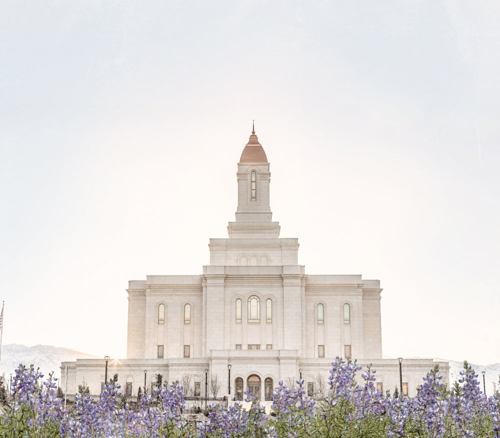 The Deseret Peak Utah Temple with purple mountain lupine flowers.