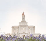 The Deseret Peak Utah Temple with purple mountain lupine flowers.