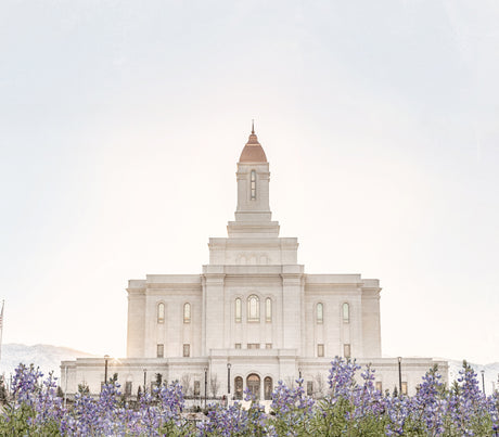 The Deseret Peak Utah Temple with purple mountain lupine flowers.