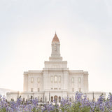 Deseret Peak Utah Temple- Mountain Lupine