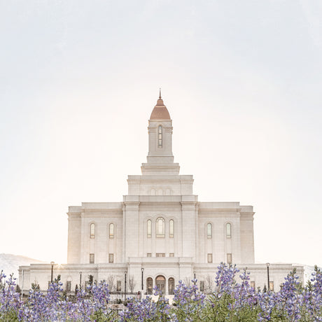 Deseret Peak Utah Temple- Mountain Lupine