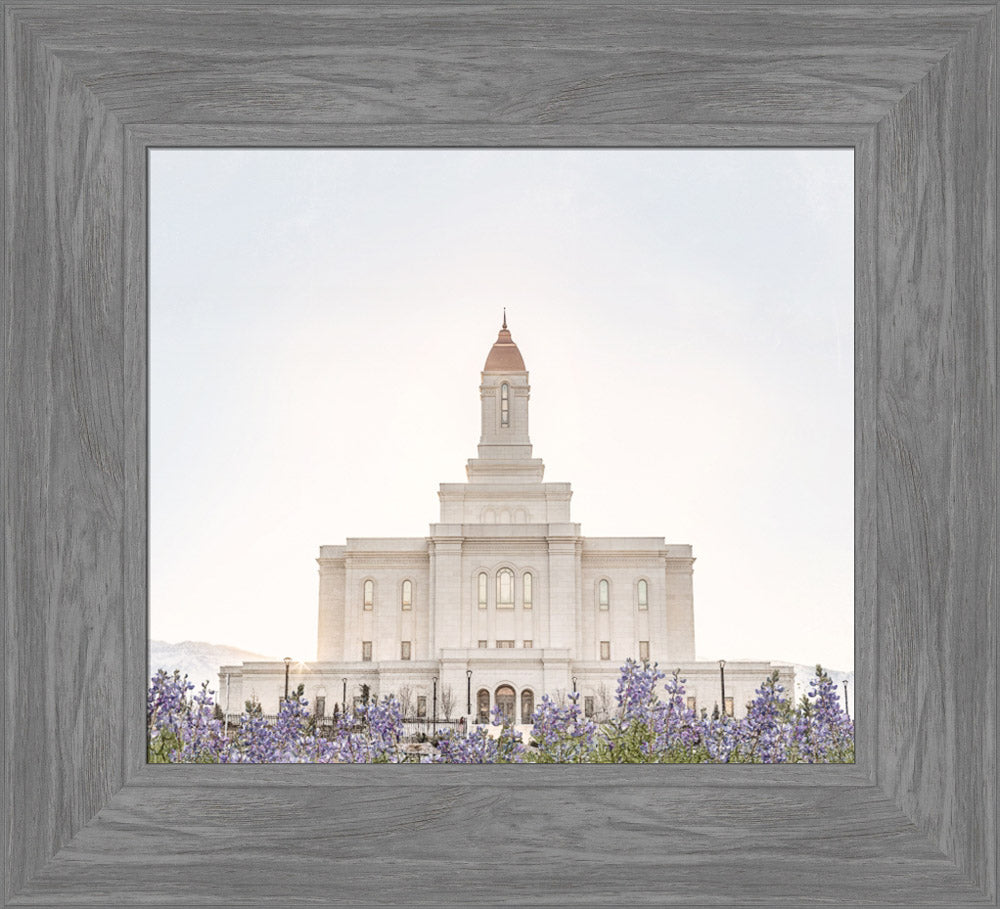 Deseret Peak Utah Temple- Mountain Lupine