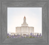 Deseret Peak Utah Temple- Mountain Lupine