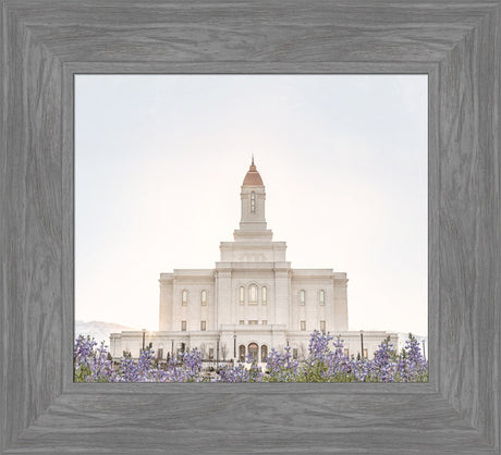 Deseret Peak Utah Temple- Mountain Lupine