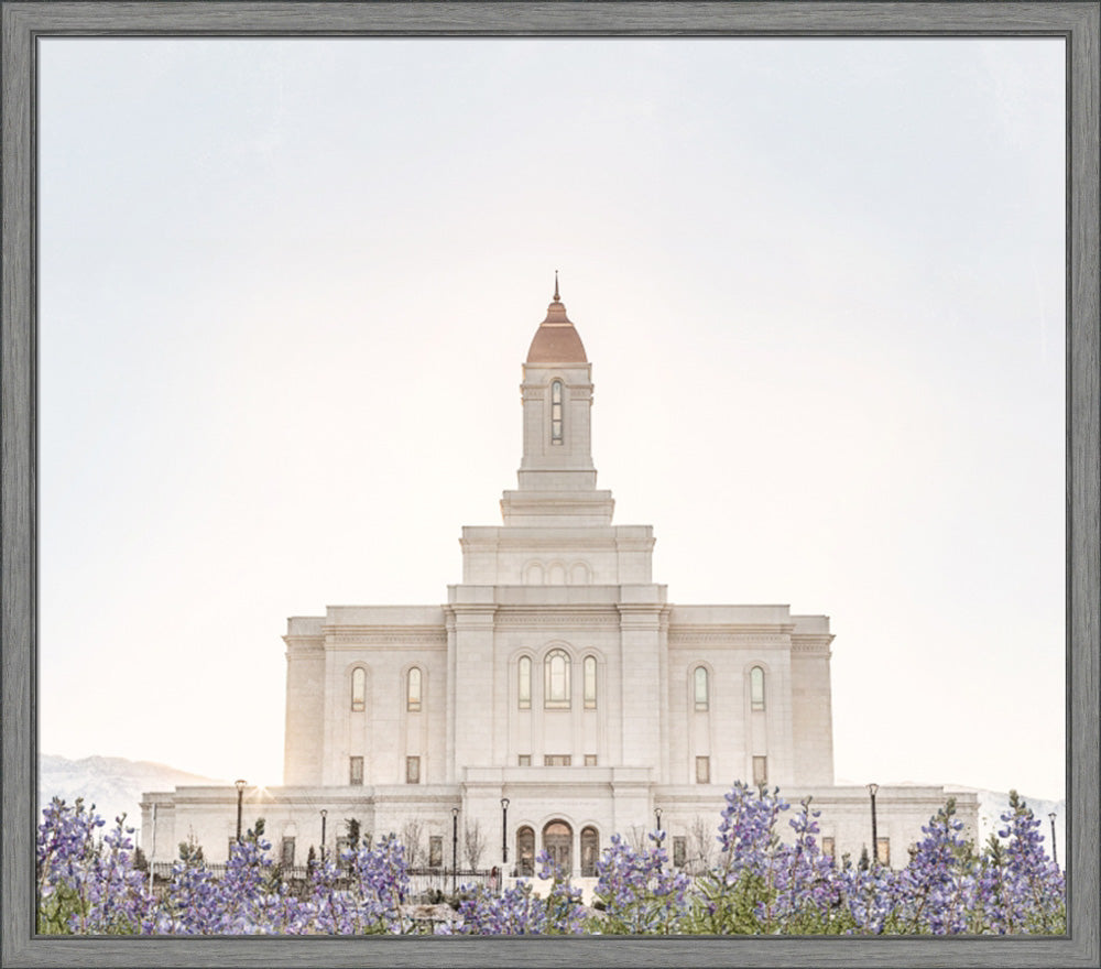 Deseret Peak Utah Temple- Mountain Lupine