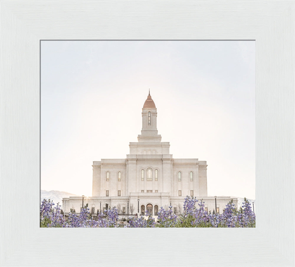 Deseret Peak Utah Temple- Mountain Lupine