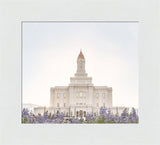 Deseret Peak Utah Temple- Mountain Lupine