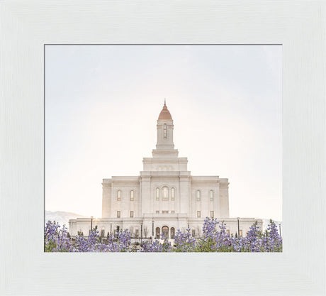 Deseret Peak Utah Temple- Mountain Lupine