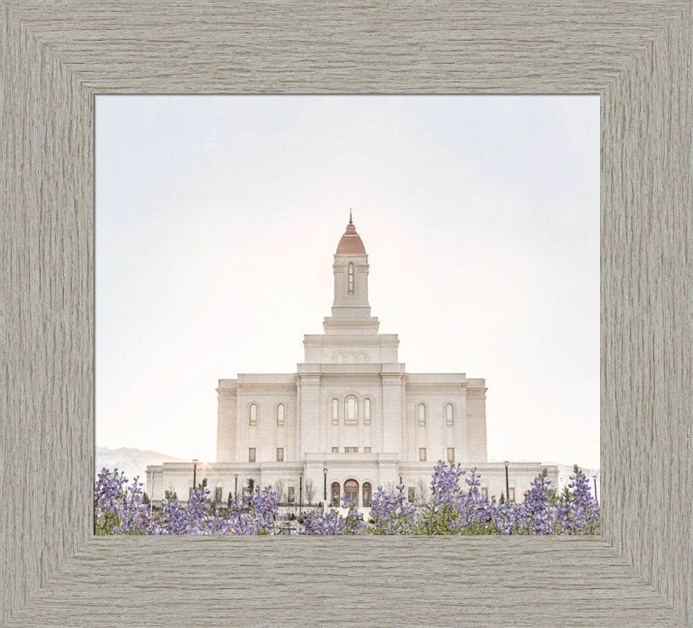 Deseret Peak Utah Temple- Mountain Lupine