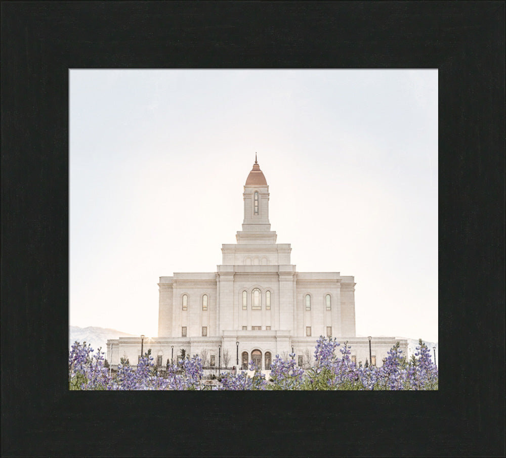 Deseret Peak Utah Temple- Mountain Lupine