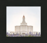 Deseret Peak Utah Temple- Mountain Lupine