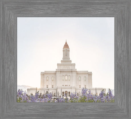 Deseret Peak Utah Temple- Mountain Lupine