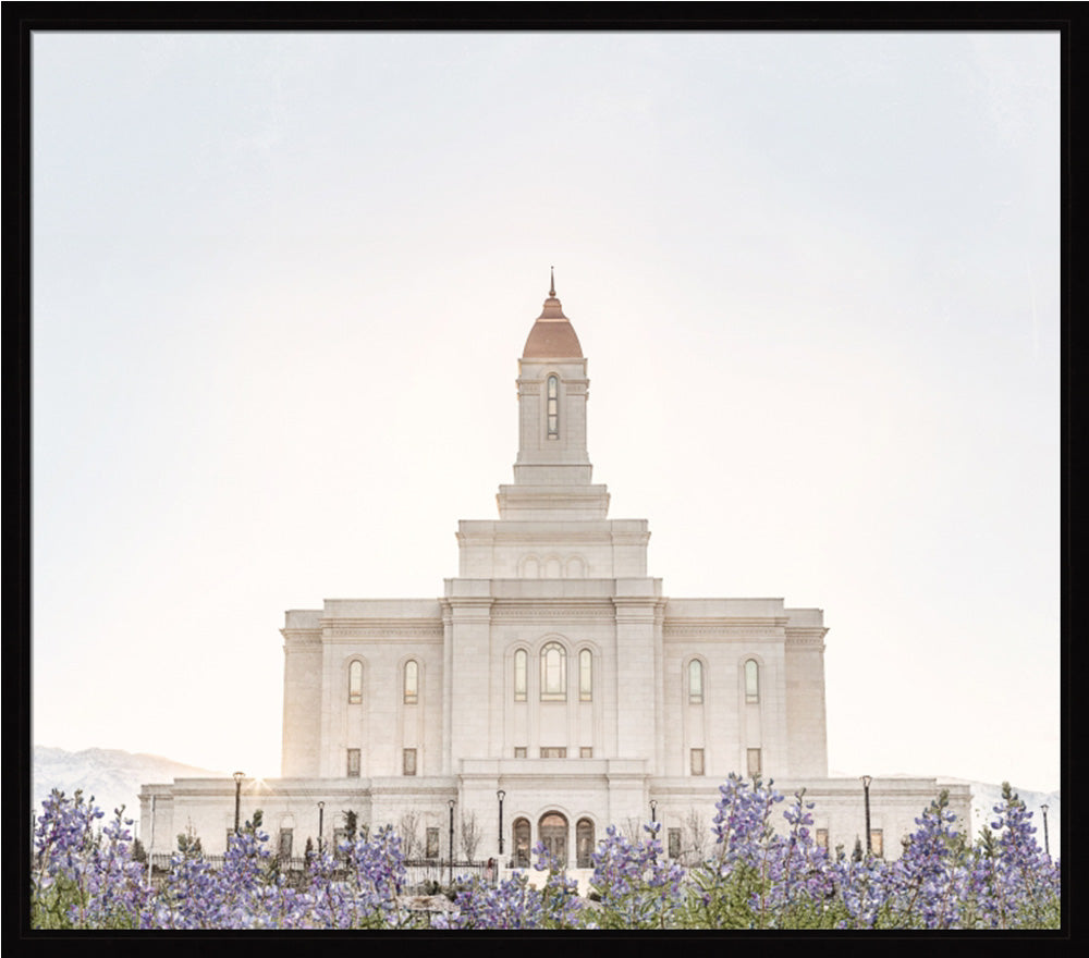 Deseret Peak Utah Temple- Mountain Lupine