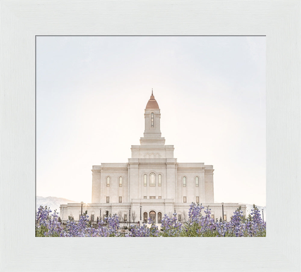 Deseret Peak Utah Temple- Mountain Lupine