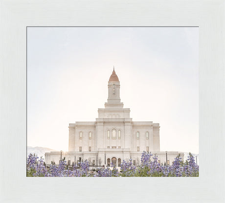 Deseret Peak Utah Temple- Mountain Lupine