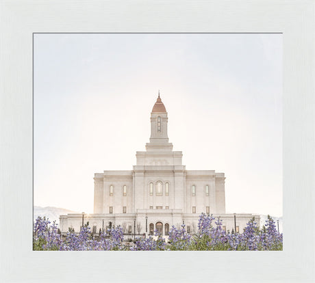 Deseret Peak Utah Temple- Mountain Lupine